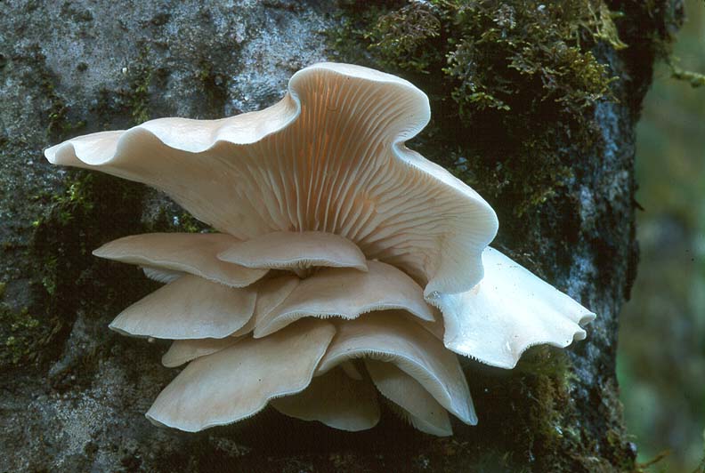 Pleurotus ostreatus group